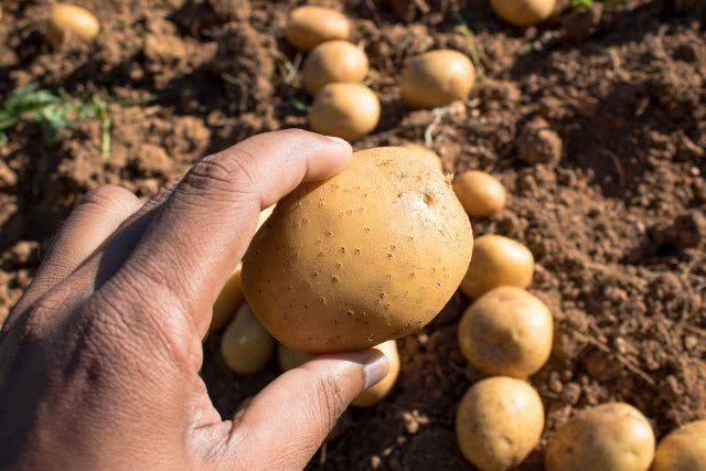 На Херсонщине аграрии начали посадку раннего картофеля