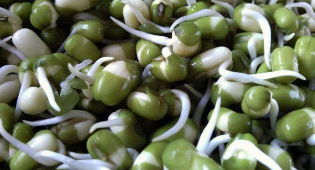 На Херсонщине селекционеры вывели новый сорт сои без ГМО