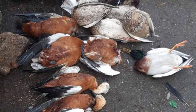 В «Аскании-Новой» за неделю погибли почти 370 перелетных птиц