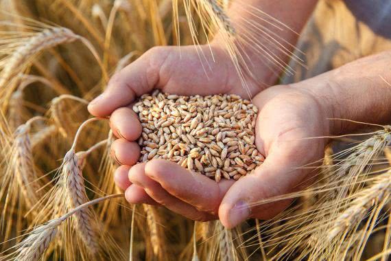 В Украине сокращаются запасы зерна