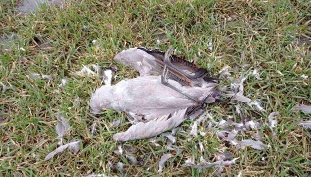 Здесь Армагеддон: директор «Аскании-Новой» прокомментировал гибель птиц