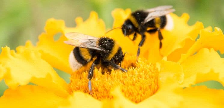Пчеловоды Херсонщины будут пользоваться порталом с картой, чтобы предотвратить отравление пчел ядохимикатами
