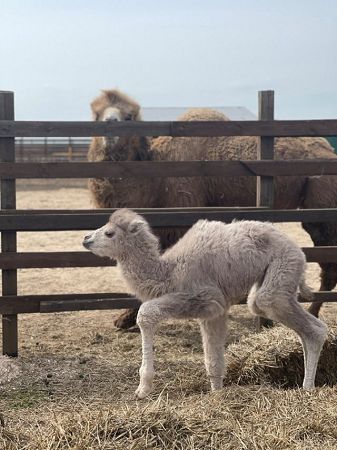 Пополнение в Сафари-парке на Херсонщине: когда туристы смогут увидеть маленького верблюжонка?