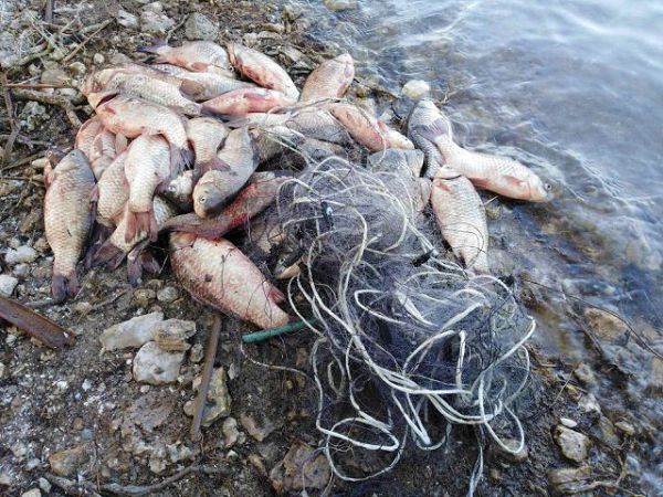 За два дня нарушители нанесли почти 44 тысячи грн. убытков - рыбпатруль