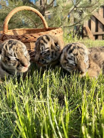 На свет появились амурские тигрята в херсонском сафари-парке