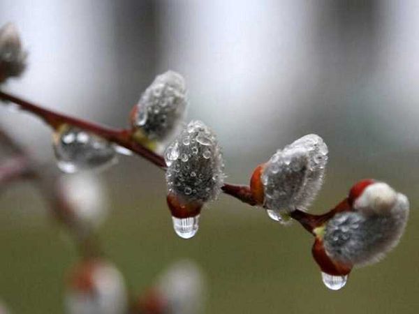 В Украину придут дожди и ночные морозы: появился прогноз погоды на понедельник