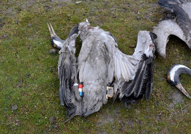 Родентициди, які використовують аграрії Херсонщини, вбили вже 2000 перелітних птахів