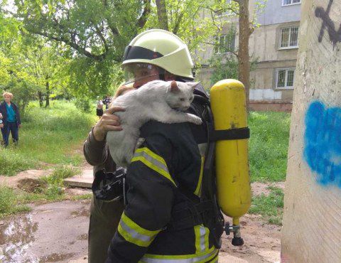 Херсонские пожарные спасли кота из горящего дома