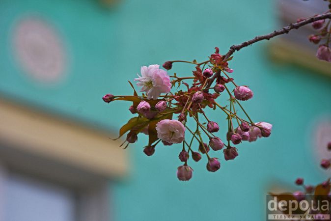 Херсон цветущие сакуры