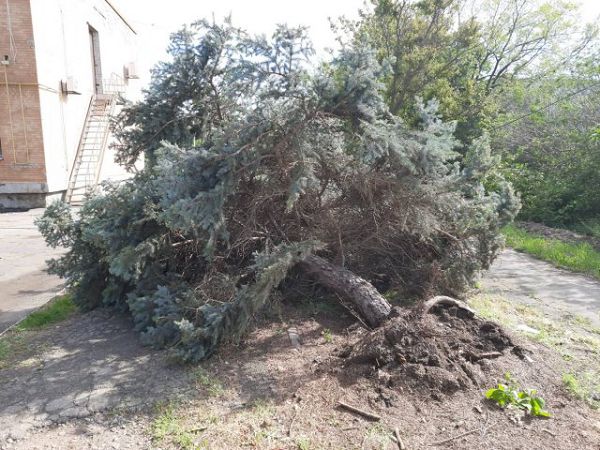 После урагана с дорог убирают вырванные с корнем деревья