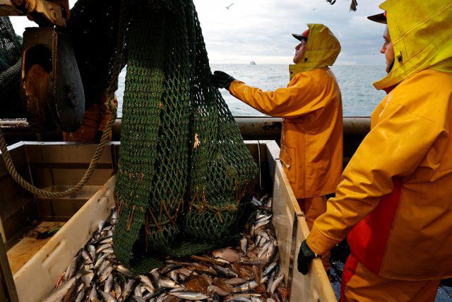 С начала года Украина увеличила вылов рыбы в Черном и Азовском морях в 1,5 раза