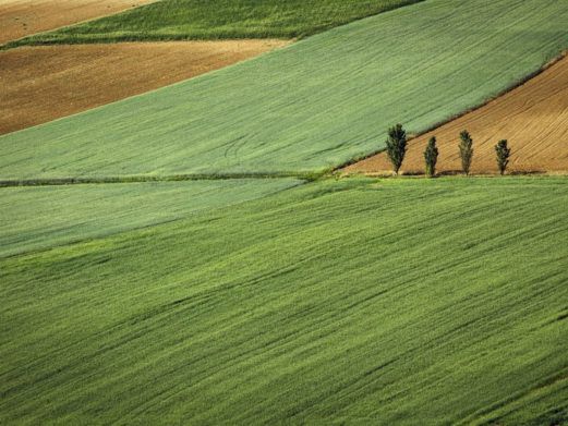 В Украине подорожала аренда земли: сколько стоит гектар в регионах