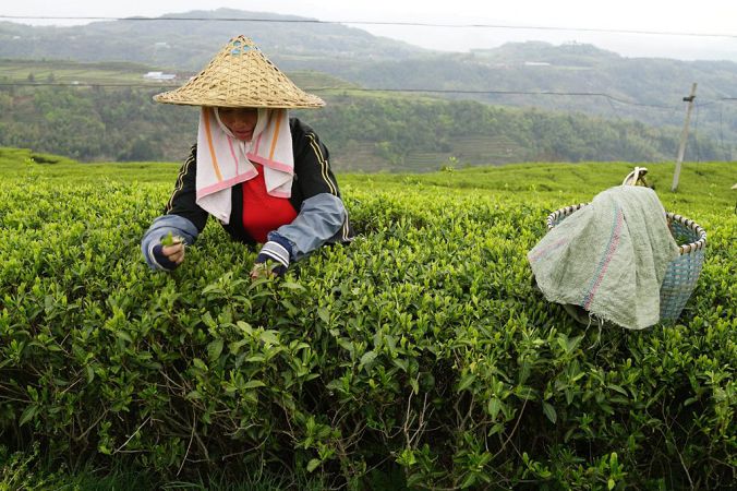В Украине подорожает чай из-за прекращения поставок из Индии