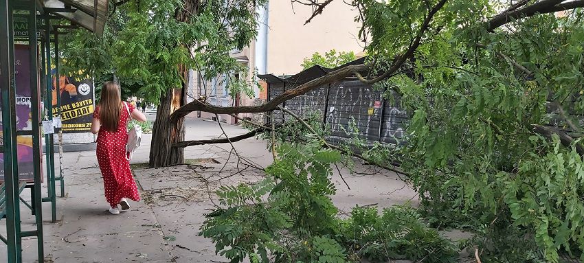 В центре Херсона упавшее дерево перегородило дорогу пешеходам