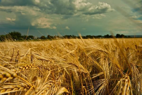 На Херсонщине аграрии могут потерять до 25% урожая зерновых