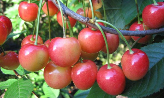 Украинские садоводы потеряли почти весь урожай черешни