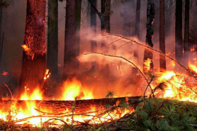 На Херсонщине молнии рукотворный лес зажгли
