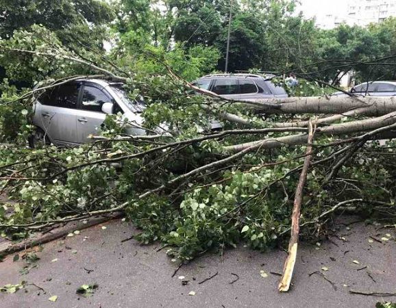 В Херсоне поваленные деревья повредили два легковых автомобиля