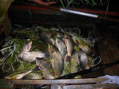 Протягом доби працівники рибоохоронного патруля конфіскували понад 90 кг риби