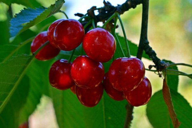 В Украине сократилось производство черешни: больше ягоды стали завозить