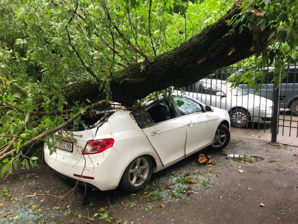 У Херсоні повалені дерева пошкодили два легкові автомобілі