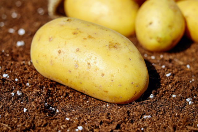 Украинский картофель стал невыездным. Производители бьют тревогу