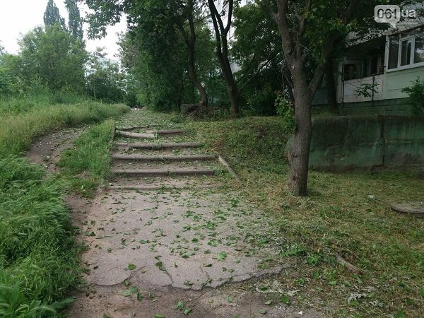 В Украине опадают листья на плодовых деревьях: специалисты рассказали, что будет с урожаем