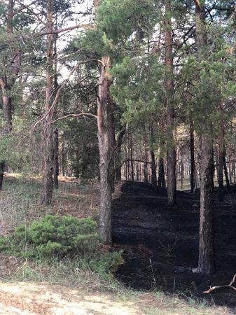 Вследствие попадания молнии в лесу на Херсонщине произошел пожар