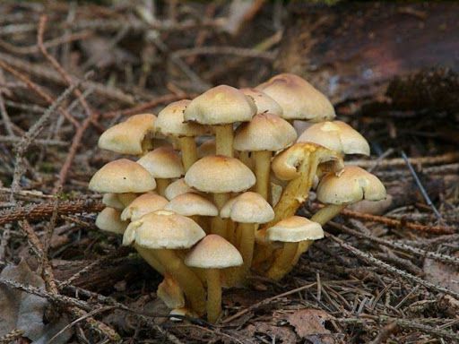 Жительница Херсонщины отравилась грибами, которые выросли на огороде