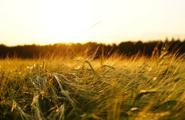 Урожай ранних зерновых на Херсонщине оказался под угрозой