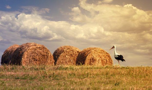 Аграрии Херсонщины прогнозируют потерю урожая зерновых культур