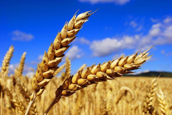 Украинское зерно массово бракуют за границей:  что не так с нашим урожаем