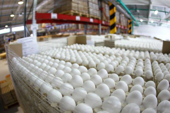 В Украине сократилось производство яиц: предприятия птицеводства массово закрываются