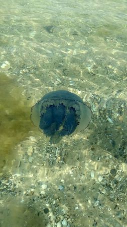 Медузи в Лазурному на Чорному морі