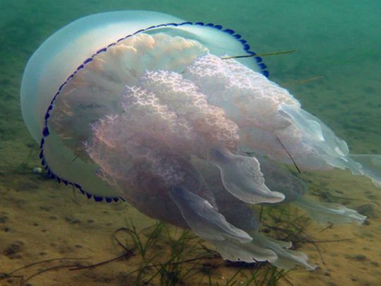 Нашествие медуз на курортах Азовского моря: причины и чем опасны для туристов корнероты