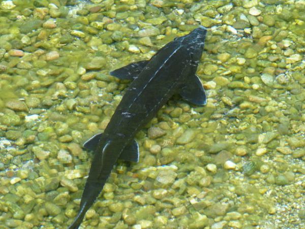 На Херсонщине низовья Днепра зарыбляют тремя видами осетровых рыб
