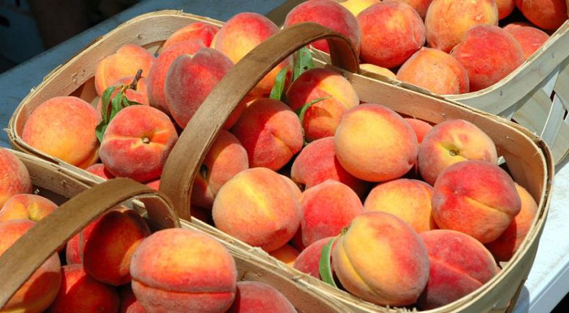 В Украине в этом году уродили персики: за сколько можно будет полакомиться сочным фруктом