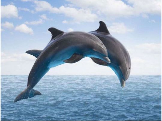 Дельфин устроил новое шоу для отдыхающих в Железном Порту: «соревнование с лодкой» попало на видео