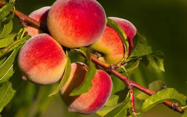 В Украине в этом году уродили персики: за сколько можно будет полакомиться сочным фруктом