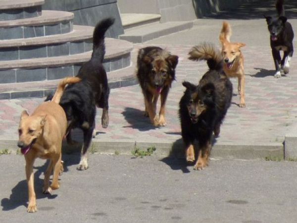 В Херсоне объединились ради братьев наших меньших