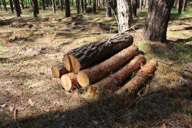 На Херсонщие планируют вырубить леса в 5 раз больше, чем посадить