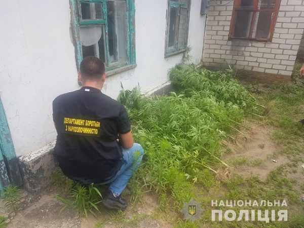 Полицейские изъяли у двух жителей Херсонщины запрещены наркосодержащие растения