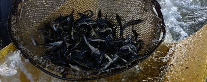 На Херсонщине выращивают севрюгу: эта рыба почти перестала встречаться в природе