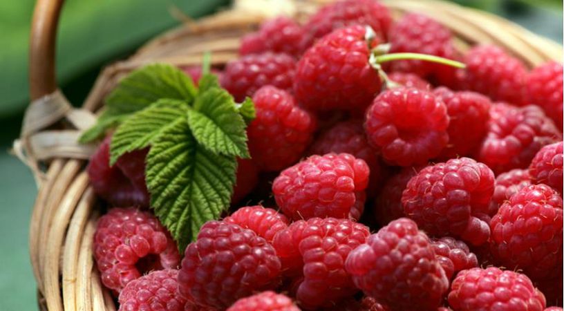 Цены на ягоды в Украине начнут снижаться: когда лучшее время закупить малину, голубику и смородину на зиму