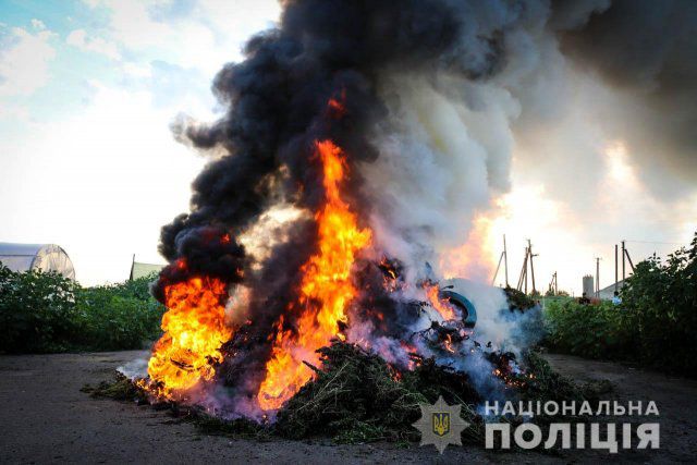 На Херсонщине полицейские уничтожили посев конопли стоимостью более 300 млн. гривен