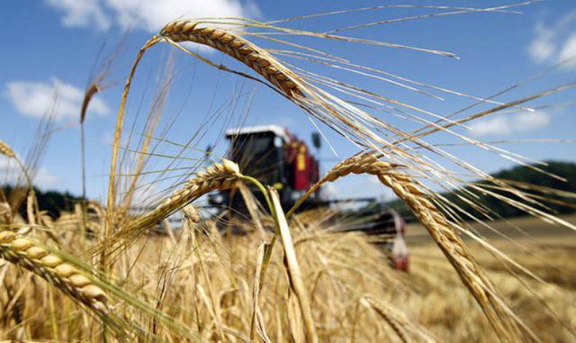 "На рекорд": аграрии рассказали о ходе сбора урожая в Украине. Херсонщина в лидерах