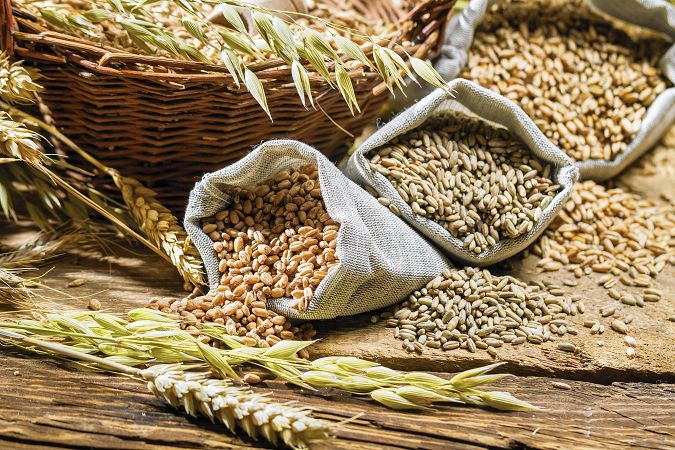 Жара и дожди уничтожили часть урожаев пшеницы в Украине: как изменятся цены на зерно