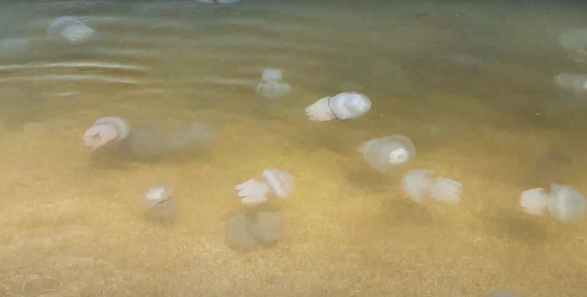 Медузы не дают покоя, а море холодное: туристы рассказали об отдыхе в Геническе и Затоке