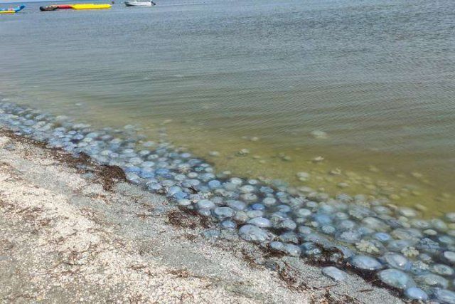 «Адский отпуск»: в Геническе люди боятся купаться в море из-за нашествия медуз