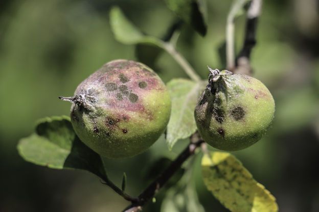В этом году Херсон останется без дешевых местных яблок